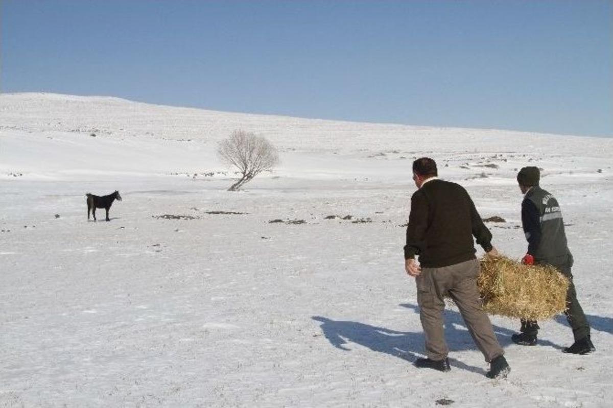 Yılkı Atlarının Yaşam M&uuml;cadelesi
