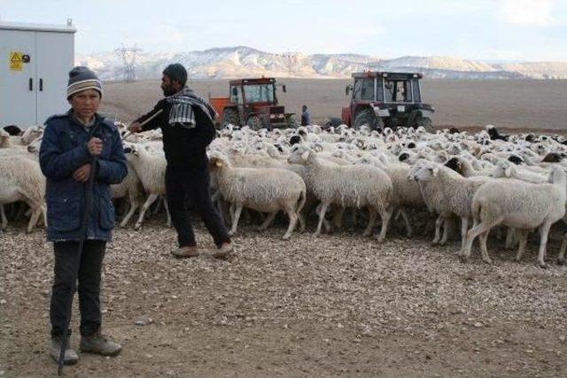 Ankara'da 'çiftçiler,yetiştiriciler Ve Çobanlar Fuarı' Düzenlenecek