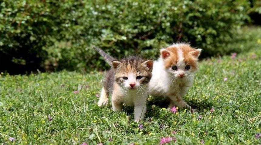 Karşıyaka Ve Buca&rsquo;da Sokak Hayvanlarına Sahip &Ccedil;ıkan Projeler