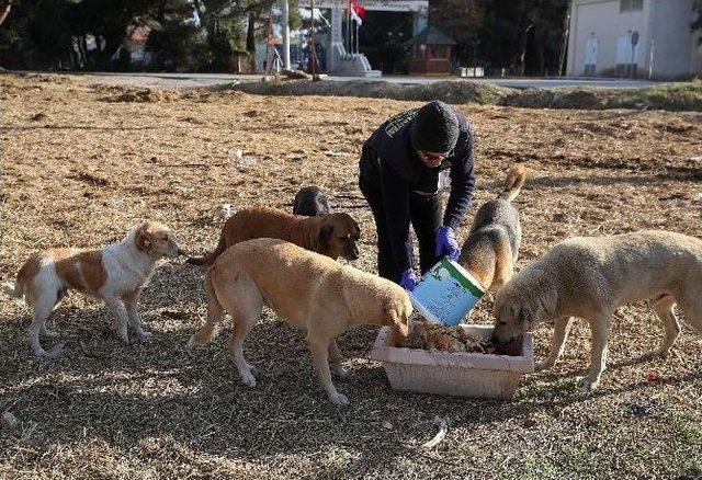 Karşıyaka Ve Buca’da Sokak Hayvanlarına Sahip Çıkan Projeler