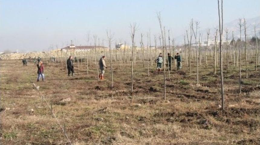 B&uuml;y&uuml;kşehir, Başiskele Yenik&ouml;y Rekreasyon Alanını Ağa&ccedil;landırıyor