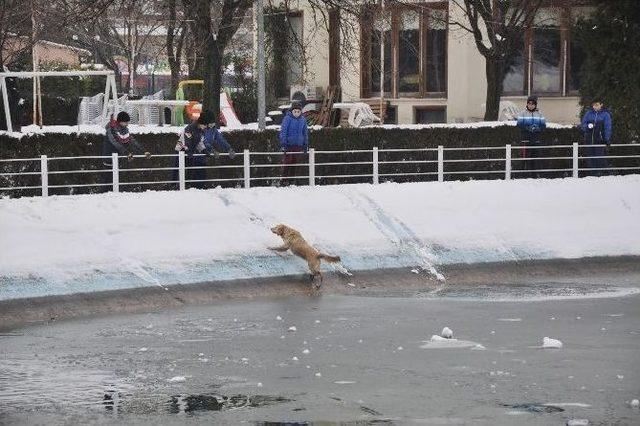 Buz Tutan Gölete Düşen Köpeği Kurtarma Seferberliği