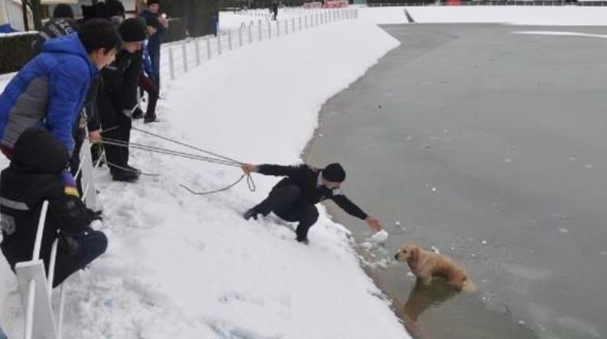 Buz Tutan G&ouml;lete D&uuml;şen K&ouml;peği B&ouml;yle Kurtardılar