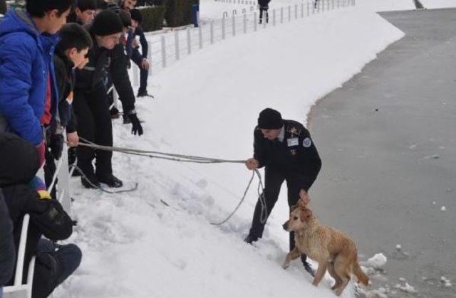 Buz Tutan Gölete Düşen Köpeği Böyle Kurtardılar