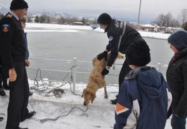 Buz Tutan Gölete Düşen Köpeği Böyle Kurtardılar