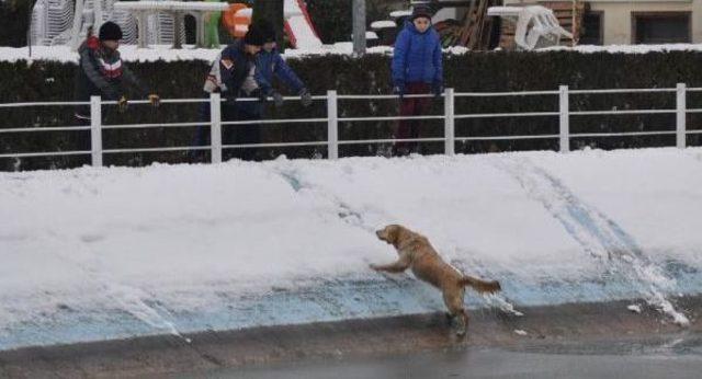 Buz Tutan Gölete Düşen Köpeği Böyle Kurtardılar