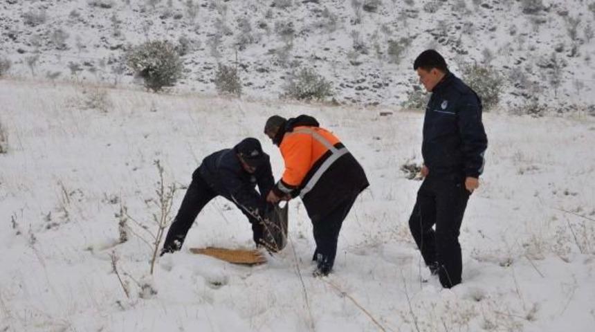İslahiye'de, Aç Kalan Hayvanlara Yem
