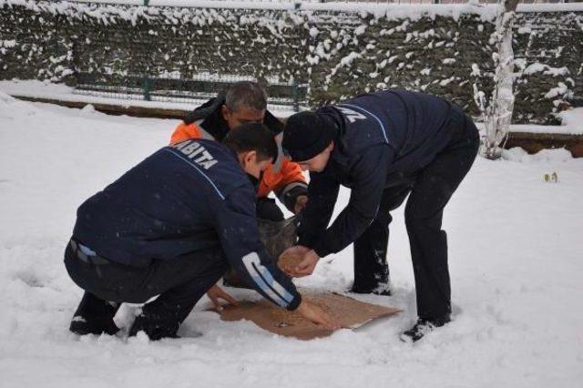 İslahiye'de, Aç Kalan Hayvanlara Yem