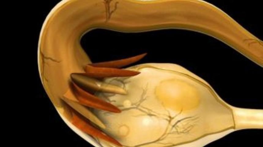 Gen&ccedil; Kadınlar Dikkat