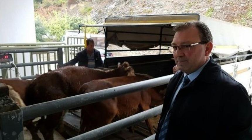 Gen&ccedil; &Ccedil;ift&ccedil;ilere B&uuml;y&uuml;kbaş Hayvanları Dağıtıldı