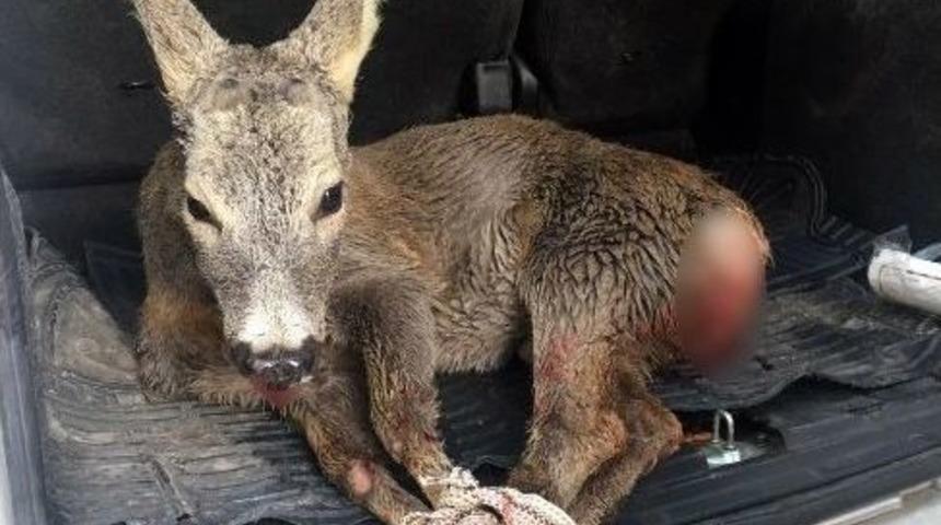 Yavru Ceylan Kuduz Kurbanı