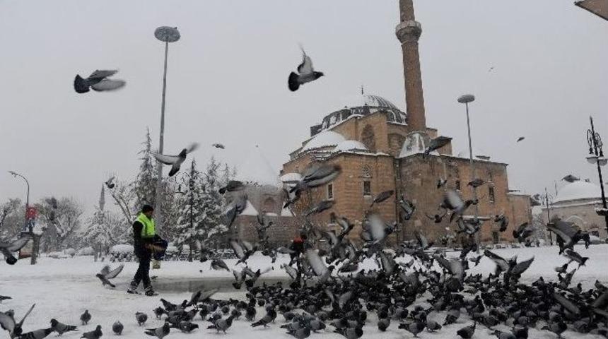Konya B&uuml;y&uuml;kşehir Belediyesi Kuşlara Ve Sahipsiz Hayvanlara Yem Bırakıyor