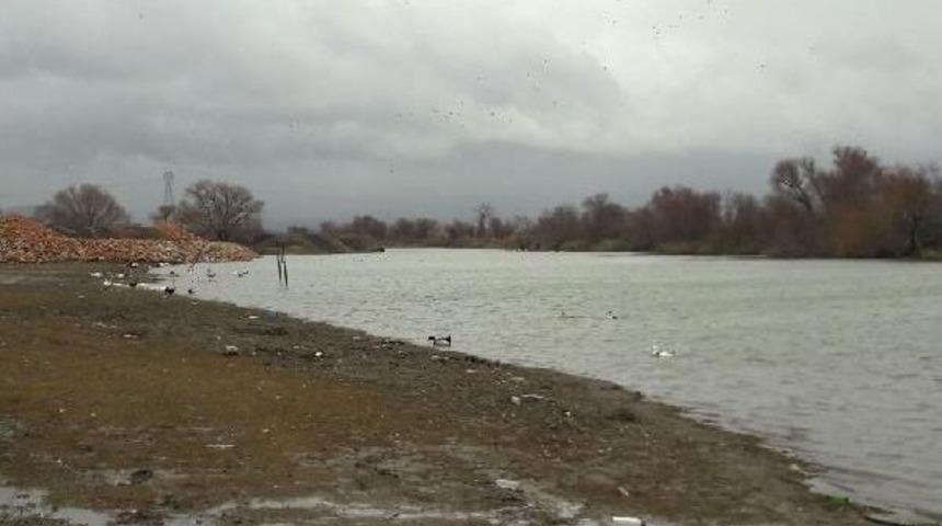 Uluabat'ta 123 Tavuk, Yalancı Veba Hastalığına Karşı Toplandı