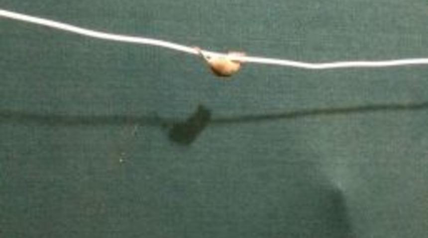 Cambaz Fareden Görsel Şov