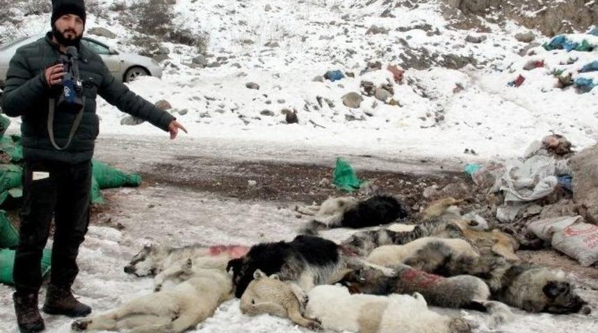 Hakkari’de Şehir Çöplüğündeki Köpek Leşleri Görenleri Hayrete Düşürüyor