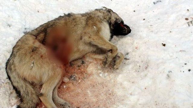 Hakkari’de Şehir Çöplüğündeki Köpek Leşleri Görenleri Hayrete Düşürüyor