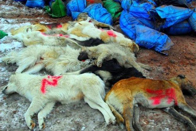 Hakkari’de Şehir Çöplüğündeki Köpek Leşleri Görenleri Hayrete Düşürüyor