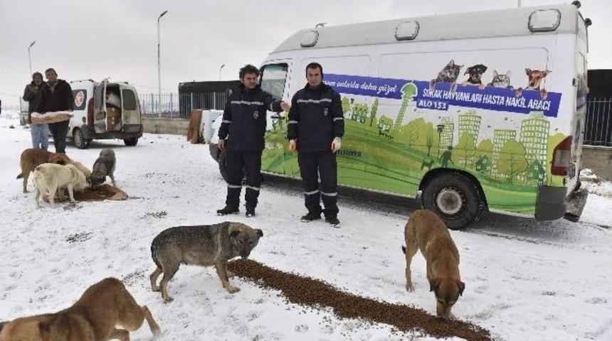 B&uuml;y&uuml;kşehir&rsquo;den, Sokak Hayvanlarına Yem Desteği