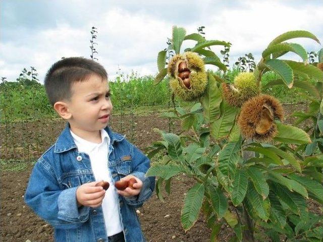 Türkiye Kestane Üretiminde Avrupa Birincisi