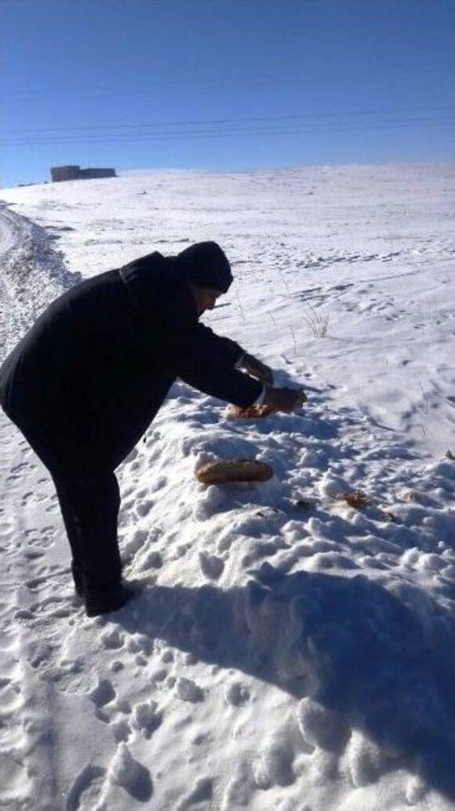 Zabıtalar Sokak Hayvanlarını Unutmadı