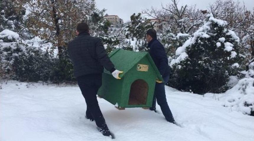 İzmit Belediyesi&rsquo;nden Sokak Hayvanlarına Yardım Eli
