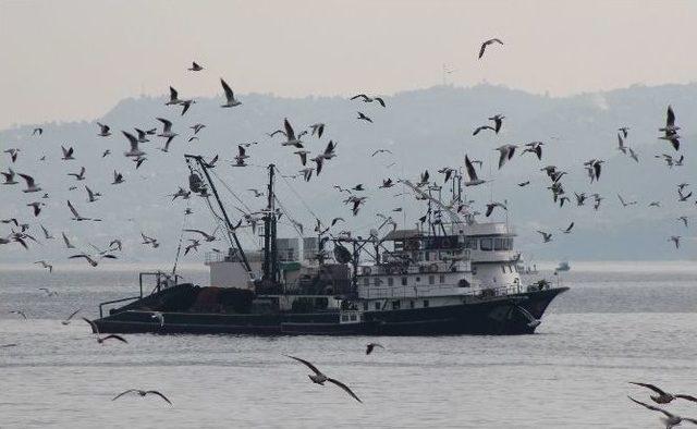 Karadeniz’de “hamsinin Kulağına Kar Suyu Kaçtı” Sözü Yalan Oldu