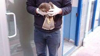 Hasta Şahini Tedavisini Yaptırmak İçin Sağlık Ocağına Götürdü