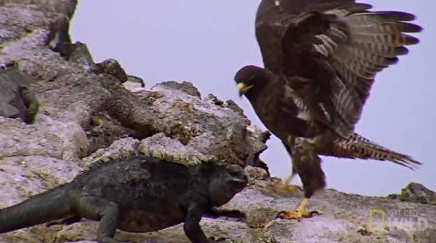 İguananın şahinle m&uuml;cadelesi