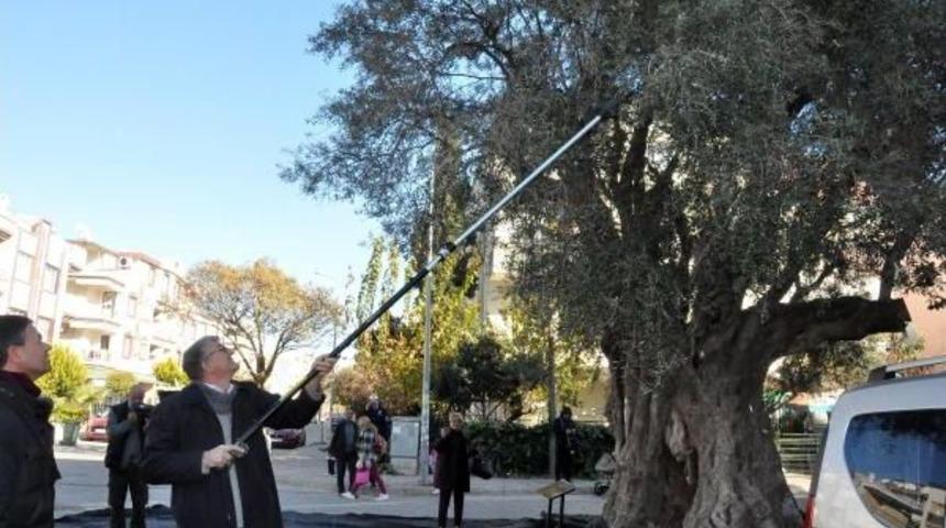 Didim'de Anıt Zeytin Ağacından Sembolik Hasat