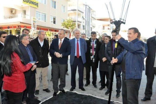 Didim'de Anıt Zeytin Ağacından Sembolik Hasat