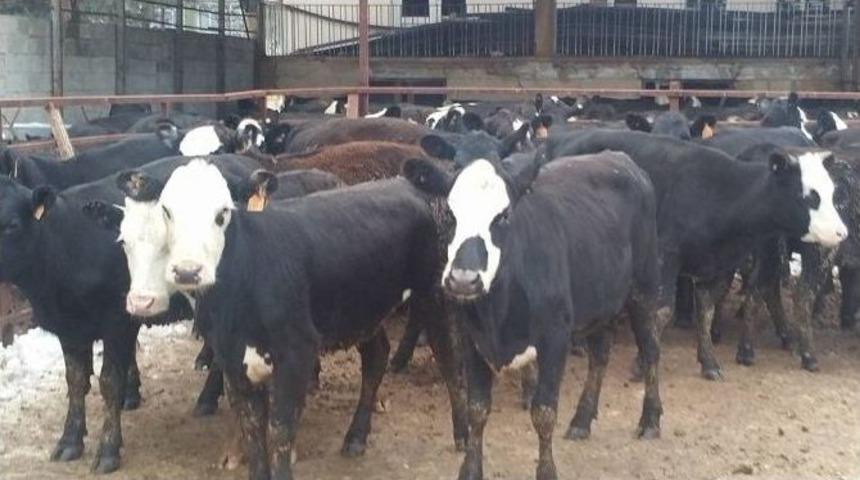 Gen&ccedil; &Ccedil;ift&ccedil;ilere 228 Adet B&uuml;y&uuml;kbaş Hayvan Dağıtıldı