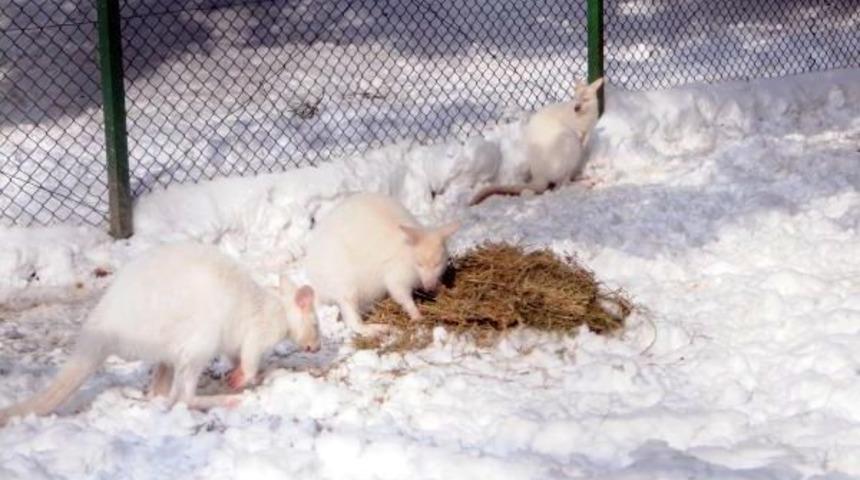 Hayvanat Bah&ccedil;esi De Kar Altında Kaldı