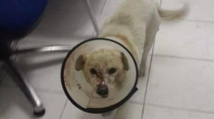 Kafasından Vurulan K&ouml;pek Hayata Tutundu