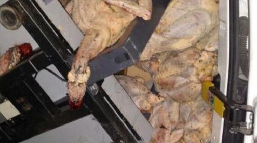 Gıda Hijyenine Uygun Olmayan Hindiler Imha Edildi