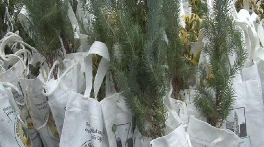 Şehitler I&ccedil;in İstanbul'da 100 Bin Fidan Toprakla Buluşuyor