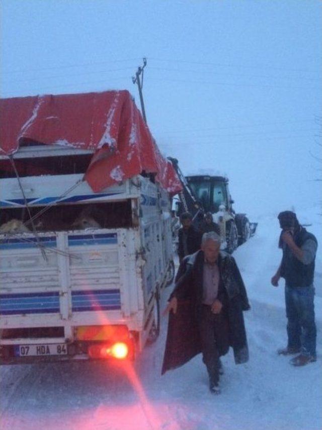 Alanya’da Mahsur Kalan Küçükbaş Hayvanlar Kurtarıldı