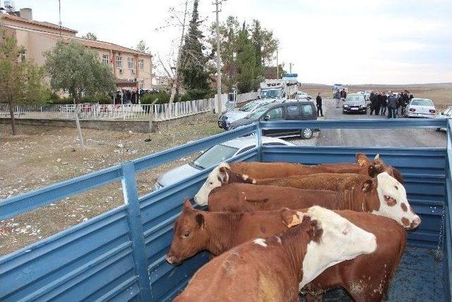 Samsat’ta Genç Çiftçi Desteği İle Bayanlar İş Sahibi Oldular