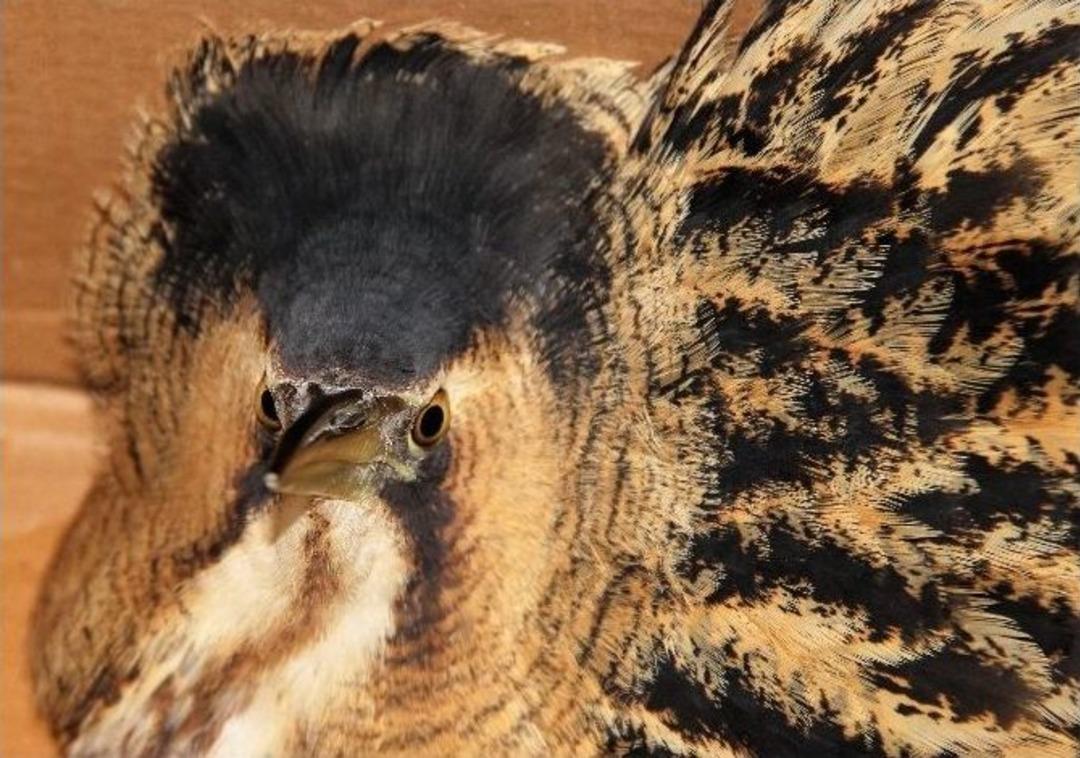 (&ouml;zel) Nesli T&uuml;kenmekte Olan Balaban Kuşu Yaralı Halde Bulundu