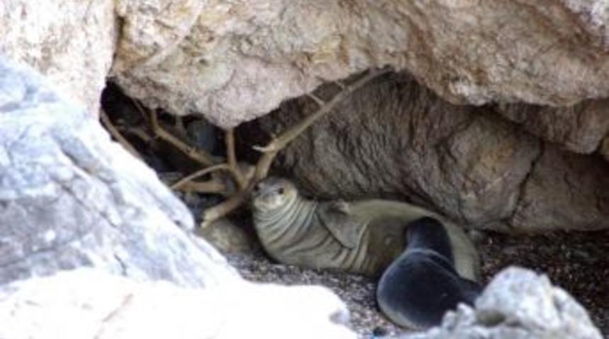 Orman Ve Su İşleri Bakanlığı T&uuml;rleri Koruma Ve İzleme &Ccedil;alışmalarını S&uuml;rd&uuml;r&uuml;yor