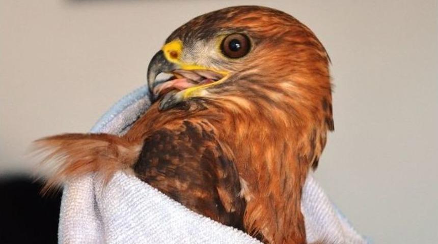 Yaralı Şahine Vatandaş Sahip &Ccedil;ıktı