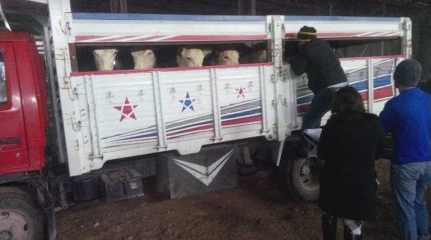 Besni&rsquo;de 6 &Ccedil;ift&ccedil;iye 78 Adet B&uuml;y&uuml;kbaş Hayvan