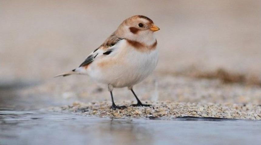 Alaca &Ccedil;inte Kuşu 8 Yıl Aranın Ardından Yeniden T&uuml;rkiye Sahillerinde