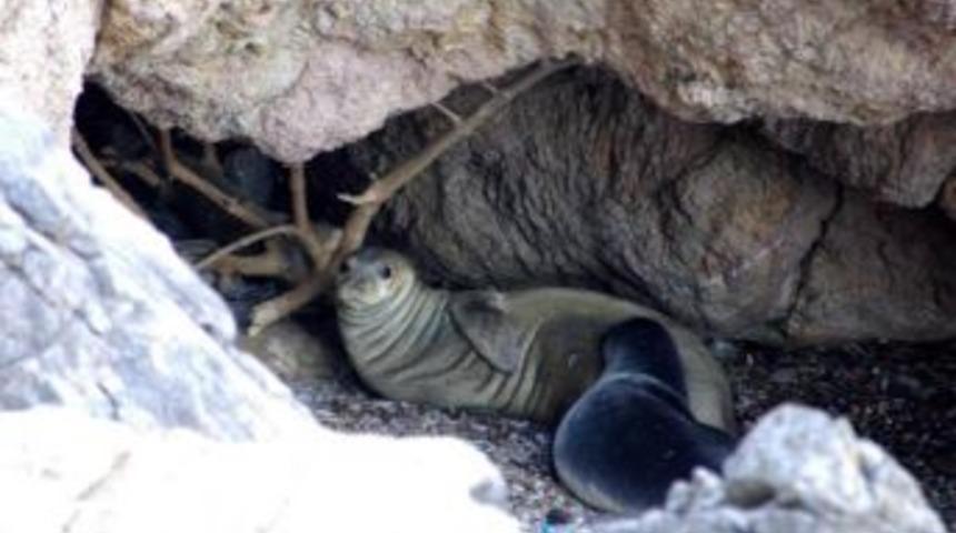 Bakan Eroğlu: Akdeniz Foku Neslinin Devamı I&ccedil;in Yaşam Alanları Mutlaka Korunmalı