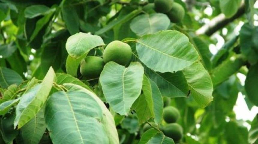 Hangi bitki hangi hastalığa iyi gelir?