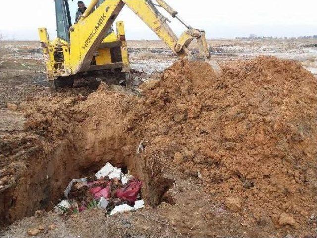 Akçakale’De Suriyelilerin Lokantasında Kedi Eti Ele Geçti