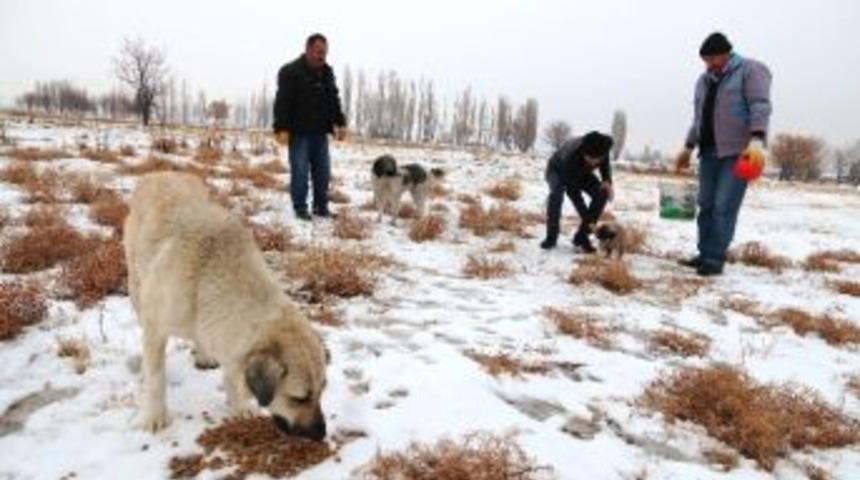 Aksaray Belediyesi Sokak Hayvanlarını Unutmadı