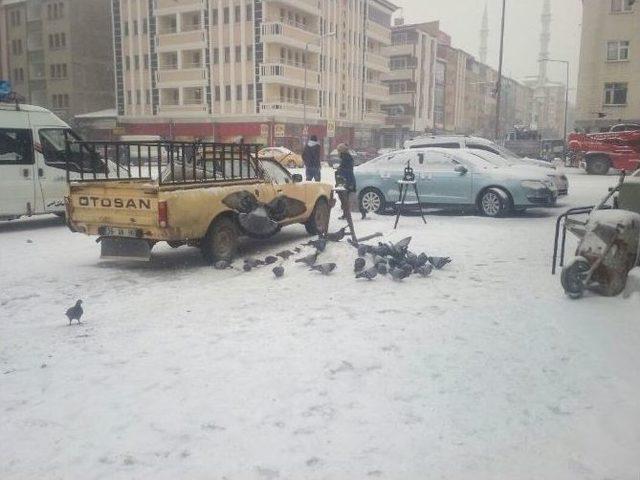 Soğuk Hava Ve Kar Nedeniyle Kuşlar Yiyecek Bulamıyor