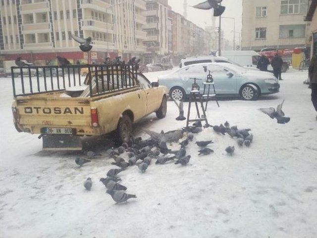 Soğuk Hava Ve Kar Nedeniyle Kuşlar Yiyecek Bulamıyor