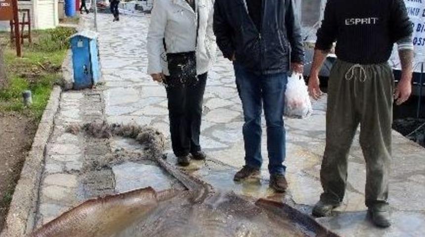 Ağlara 200 Kiloluk Vatoz Takıldı