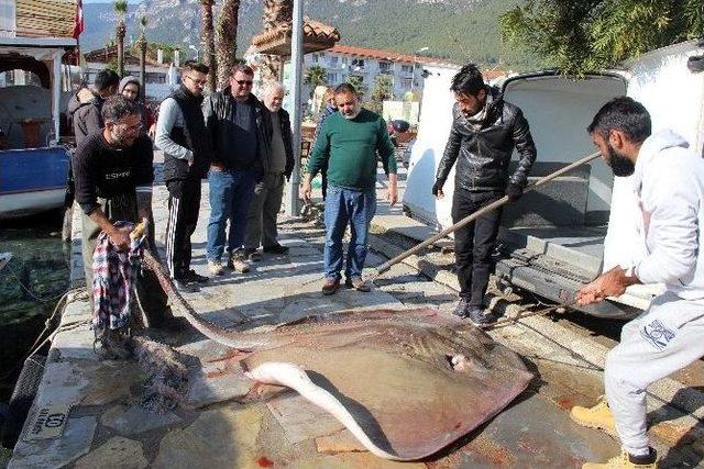 Ağlara 200 Kiloluk Vatoz Takıldı